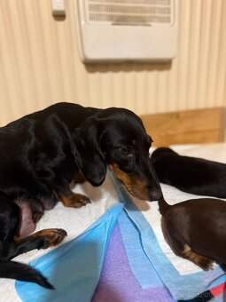 Prodej štěňat Jezevčíka trpasličího - 5