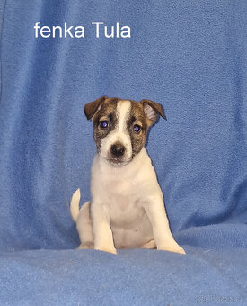 Jack russell terier - 5