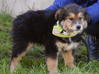 Barón - malý sluníčkový poklad hledá svůj domov ☀️ - 5