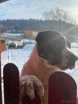 Daruji středoasijského pasteveckého psa. - 5