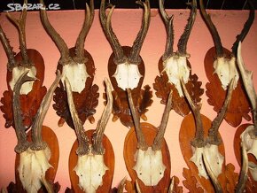 MYSLIVECKÉ TROFEJE - PAROŽÍ - 5