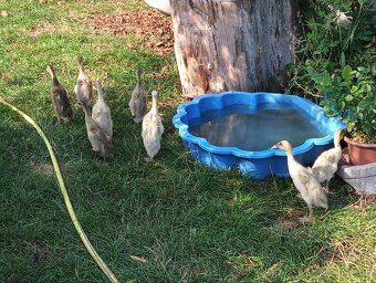 Indický běžec - 5