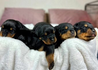 Rotvajler, Rottweiler, rtw s pp - 5
