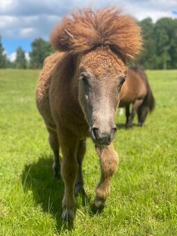 shetland pony klisnička s PP - 5