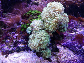 Mořské akvária. - 5