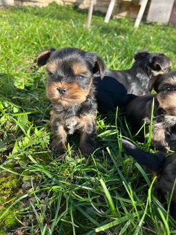 Štěňátka yorkšíra bez PP - 5