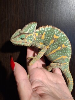 chameleon jemenský - 5