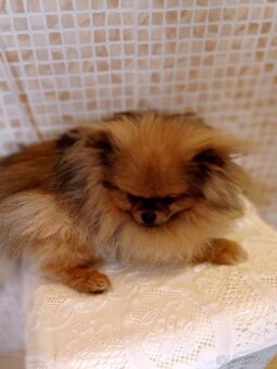 Pomeranian s PP FCI - 5