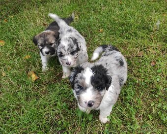 Aussiedoodle - 5