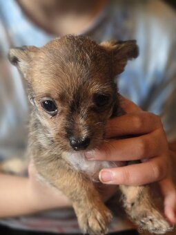 Štěňata  čivava krátkosrstá - 5