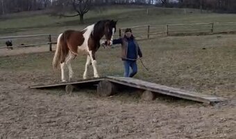 Barock Pinto 2r hřebeček - 5