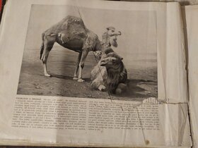 Ze života zvířat mžikové fotografie dle přírody - 5