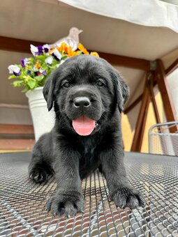 Labradorský Retriever s PP - 5