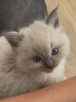 Ragdoll koťátka - 5
