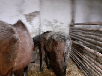 WPBr  fešák pro radost - 5