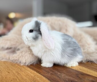 Minilop - zakrslý beránek - mláďata k rezervaci - 5