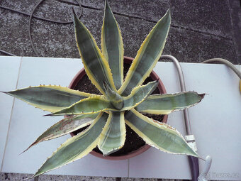 Agave americana - 5