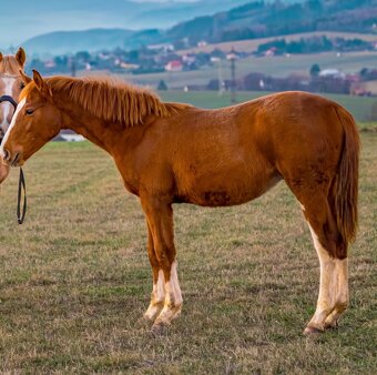 Roční hřebeček - 5