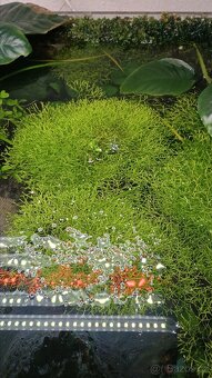 Akvarijní mechy - 5