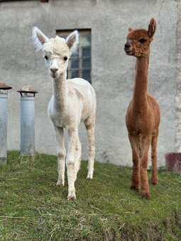 Lama Alpaka - 5