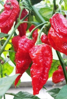 Sazenice rajčata, okurky nakládačky, papriky chilli a sladké - 5