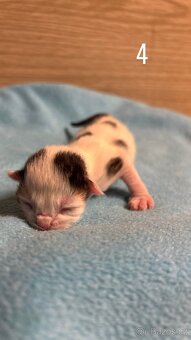 Koťátka hledají nový domov 🐾 - 5