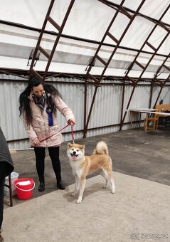Štěňátka Akita inu s PP - 5
