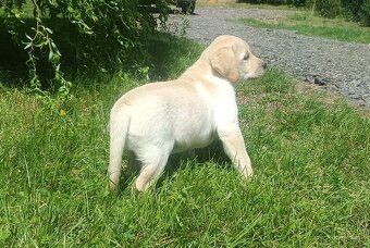 Nabídka štěněte labradorského retrievera - 5