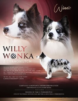 Krycí pes BORDER KOLIE - Willy Wonka z Černobílých - 5