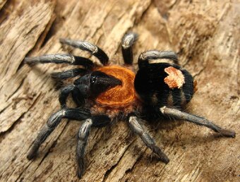 SKLÍPKANI na prodej - 5