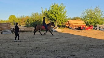 Huculská klisna, hucul, rekreace, vyjížďky, hipoterapie. - 5