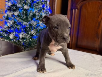 Americký stafordšírský terier - 5