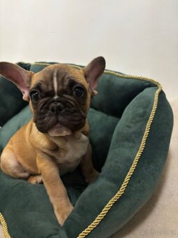 Francouzský buldoček - 5