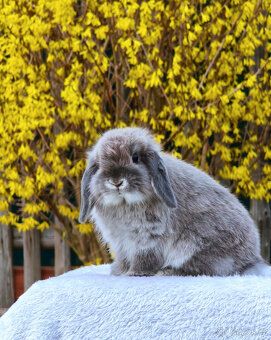 Zakrslý králíček MINILOP 💙 - 5