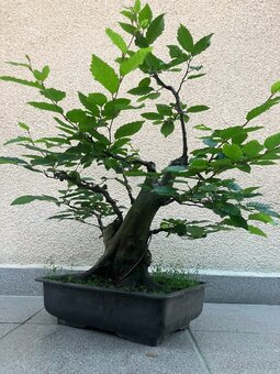 Bonsai, Bonsaj, habr obecný - 5