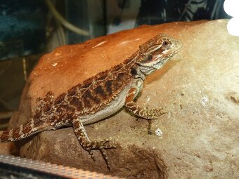 Agama vousatá (Pogona vitticeps) - 5