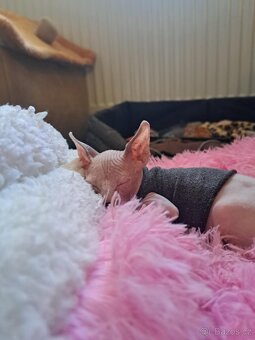 Koťe Sphynx - 5