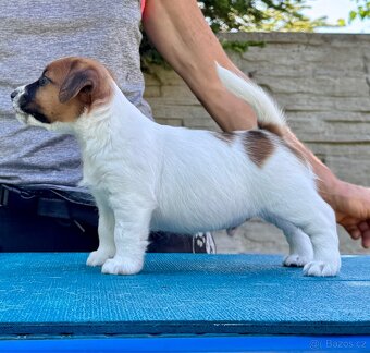 JACK RUSSELL TERIER - stenata s PP - 5
