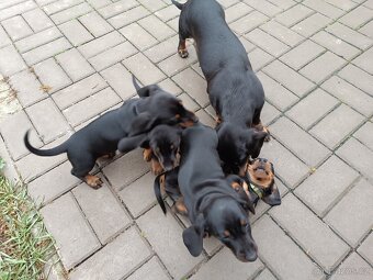 Prodám čistokrevné krátkosrsté jezevčíky - 5