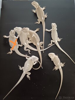 Agama vousata - 5