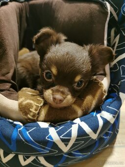 Čivava dlouhosrsta - 5