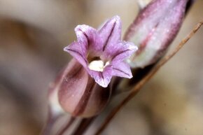 Česnek cupaní - Allium cupani - 200 semen 50 Kč - 5