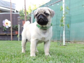 MOPS s PP.FCI - 5