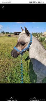 Krásný hřebec minihorse - 5