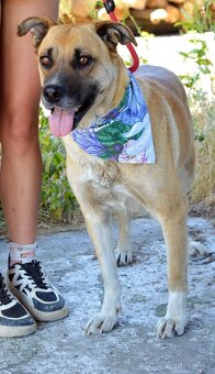 Verena hledá domov - 5