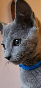 Ruska modrá koťátka s pp - 5