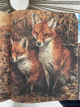 Moje velká kniha Zvířata v přírodě - 5