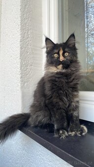 Mainská mývalí bez PP - 5