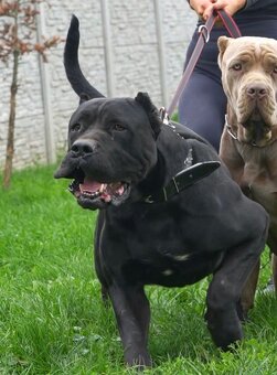 BANDOG, cane corso, doga, pitbull - 5