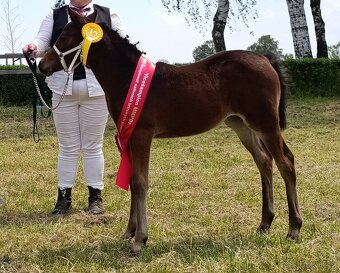 Klisna WPBR,pony - 5